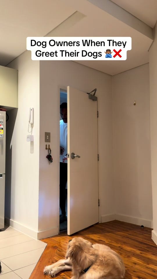 Post 6 by Apex Dog Training on TikTok (video)
