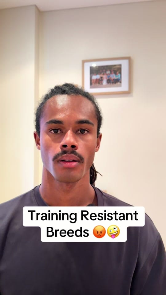 Post 8 by Apex Dog Training on TikTok (video)