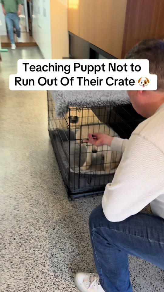 Post 5 by Apex Dog Training on TikTok (video)