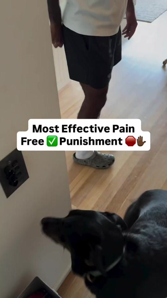 Post 10 by Apex Dog Training on TikTok (video)