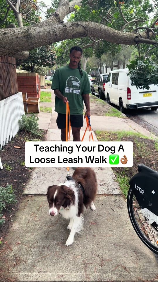 Post 9 by Apex Dog Training on TikTok (video)
