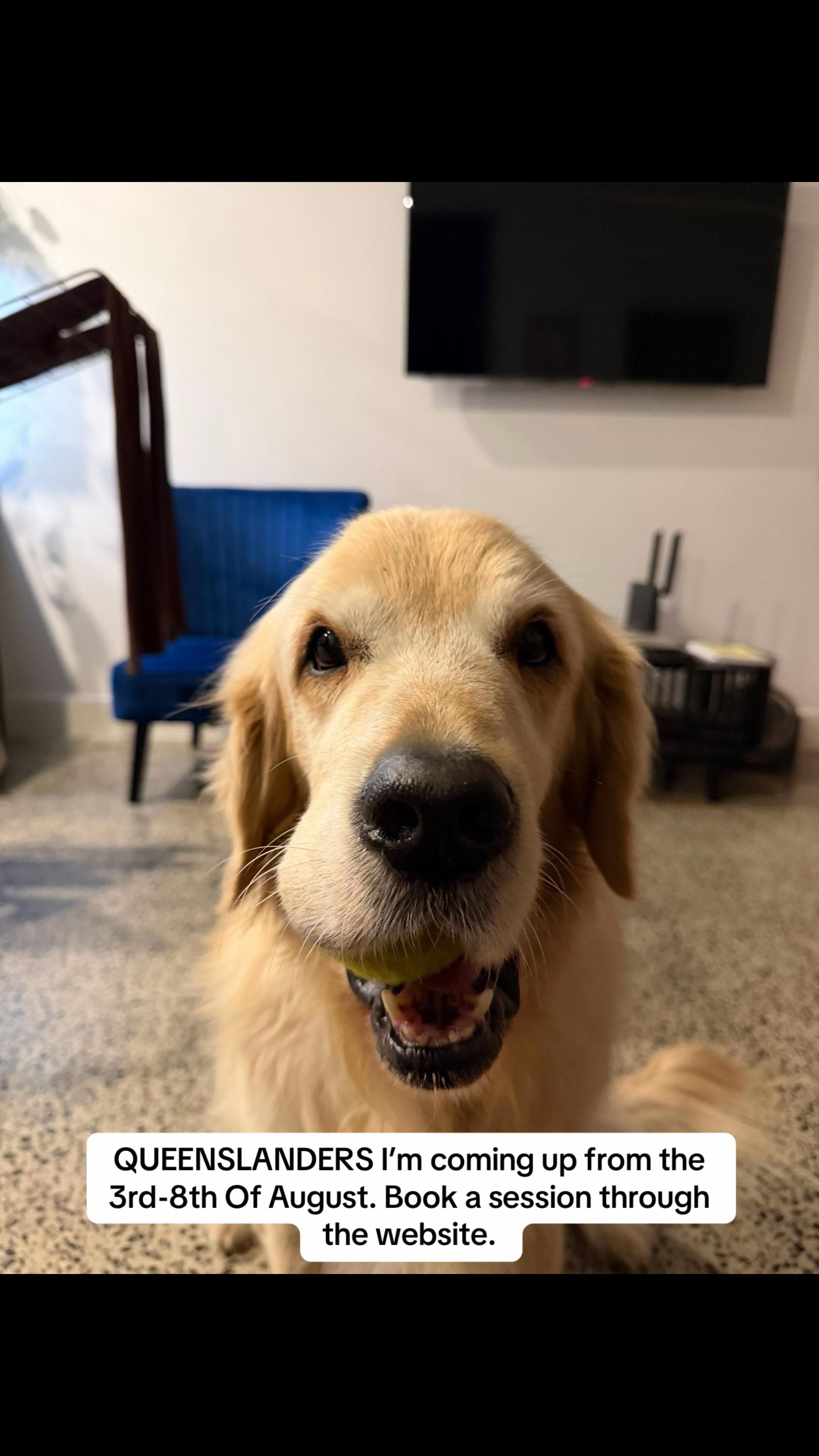 Post 4 by Apex Dog Training on TikTok (video)