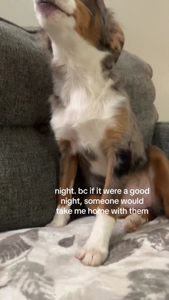 Post 4 by Gunslinger Aussies on TikTok (video)