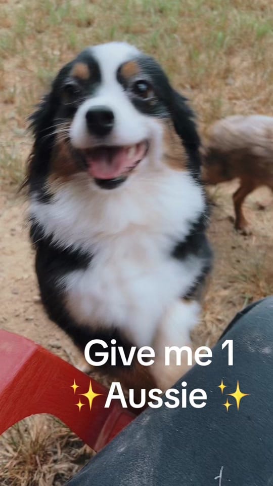 Post 2 by Gunslinger Aussies on TikTok (video)