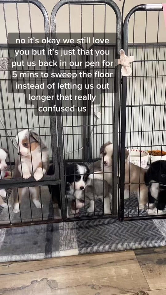 Post 8 by Gunslinger Aussies on TikTok (video)