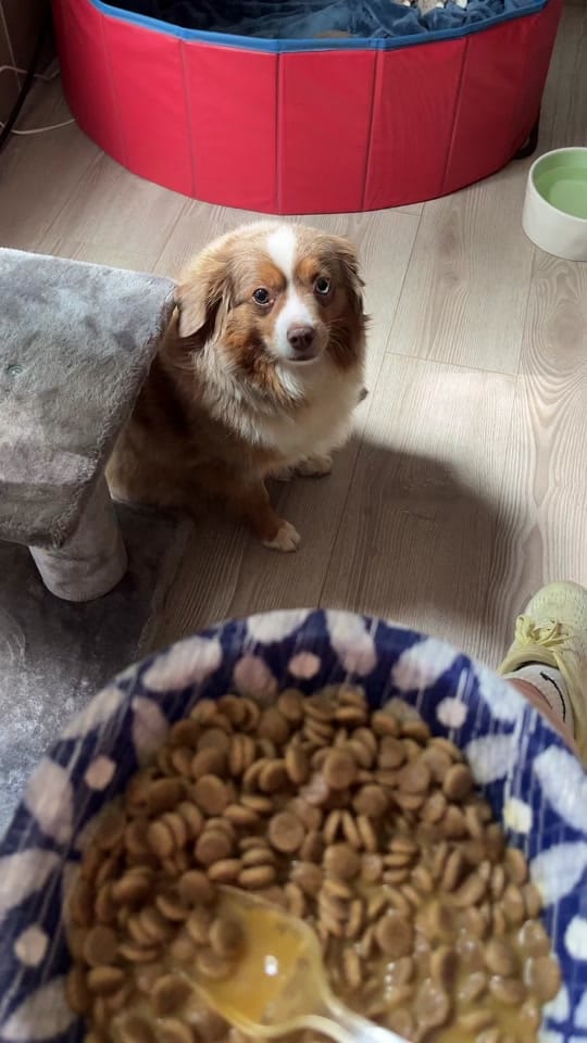 Post 1 by Gunslinger Aussies on TikTok (video)