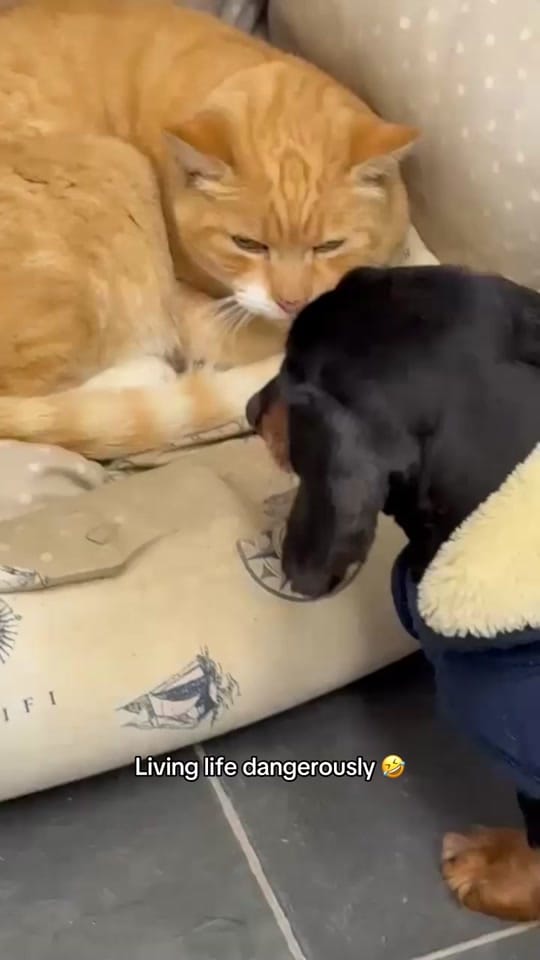 Post 7 by Andrew Hoy OAM OLY on TikTok (video)