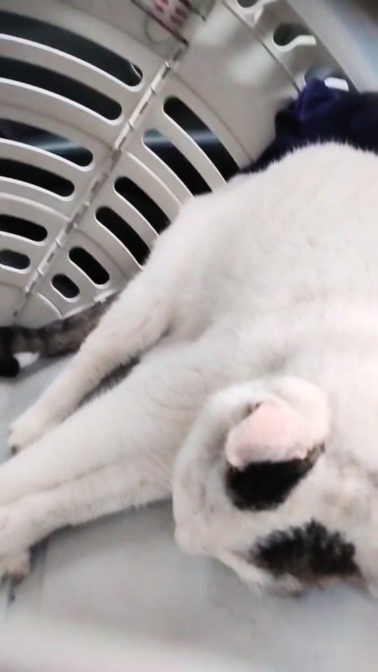 Post 10 by Dana on TikTok (video)