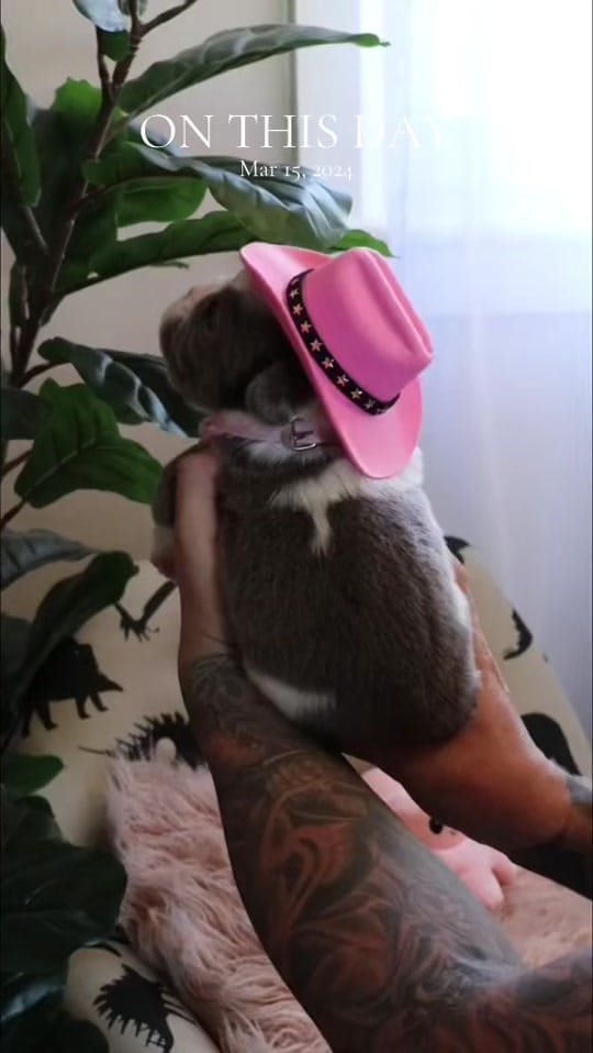 Post 3 by Paramount Bullies Australia on TikTok (video)