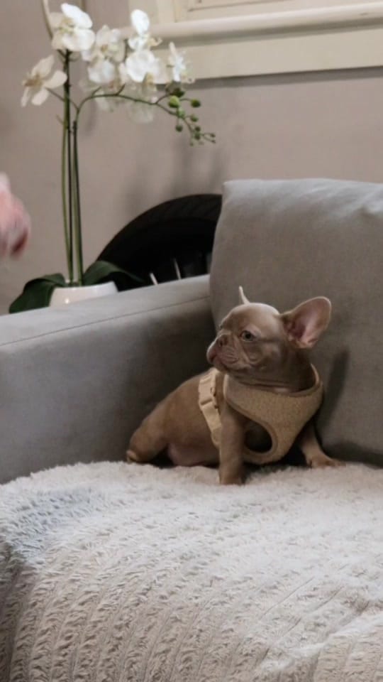 Post 1 by Paramount Bullies Australia on TikTok (video)