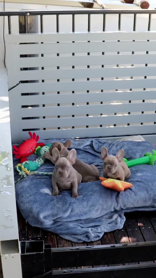 Post 2 by Paramount Bullies Australia on TikTok (video)