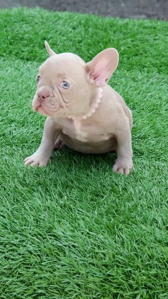Post 4 by Paramount Bullies Australia on TikTok (video)
