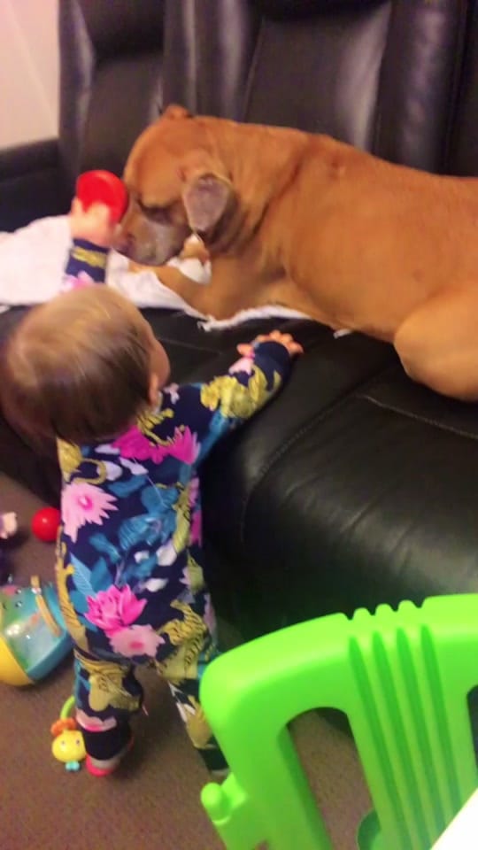 Post 5 by Paramount Bullies Australia on TikTok (video)