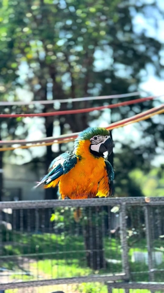 Post 6 by Paramount Bullies Australia on TikTok (video)