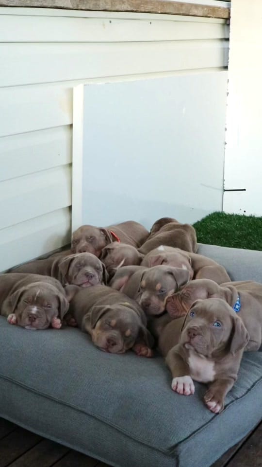 Post 7 by Paramount Bullies Australia on TikTok (video)