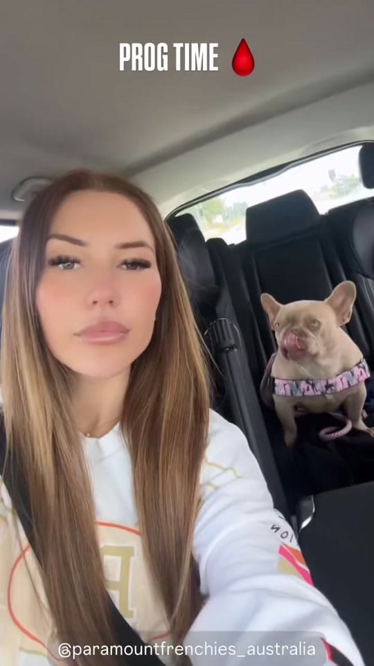 Post 8 by Paramount Bullies Australia on TikTok (video)