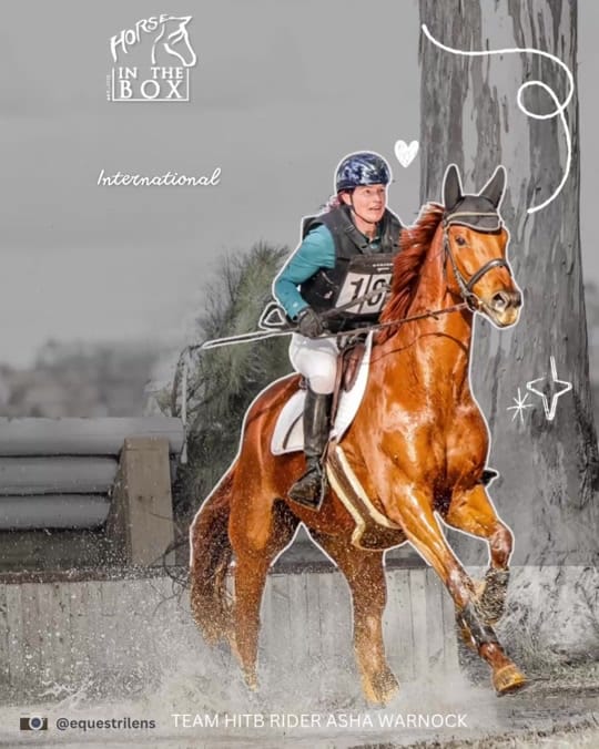 Post 2 by Horse in the Box on TikTok (video)