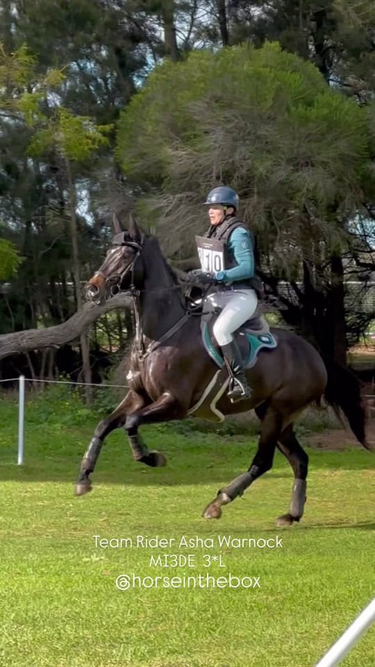 Post 5 by Horse in the Box on TikTok (video)