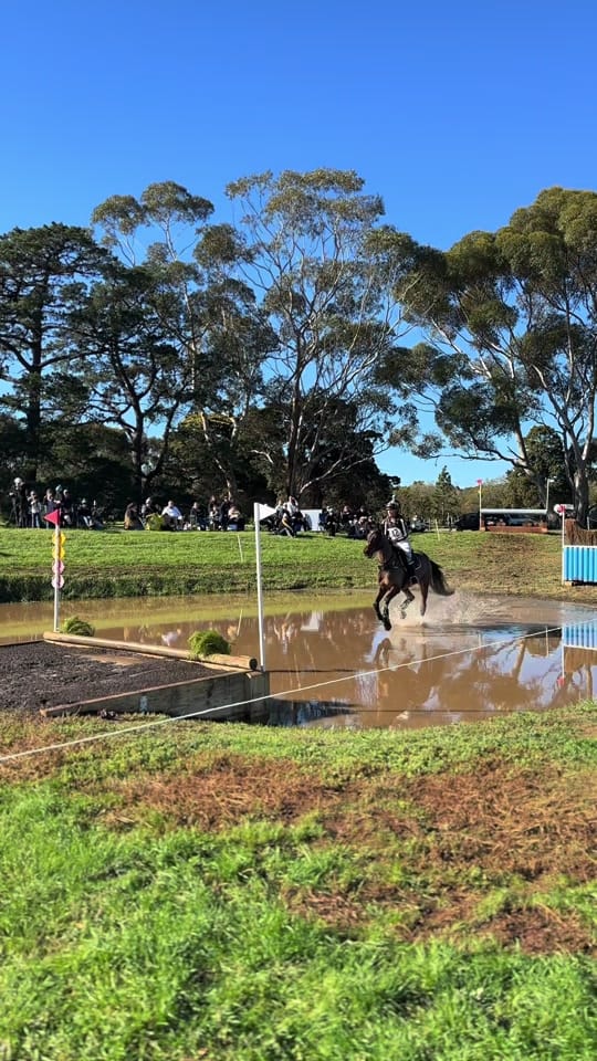 Post 4 by Horse in the Box on TikTok (video)