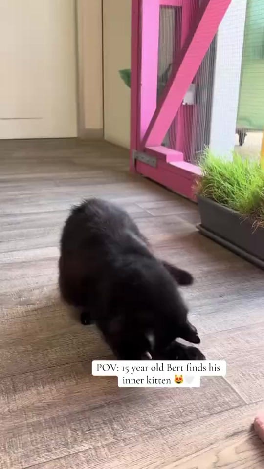 Post 6 by Cat Napping on TikTok (video)