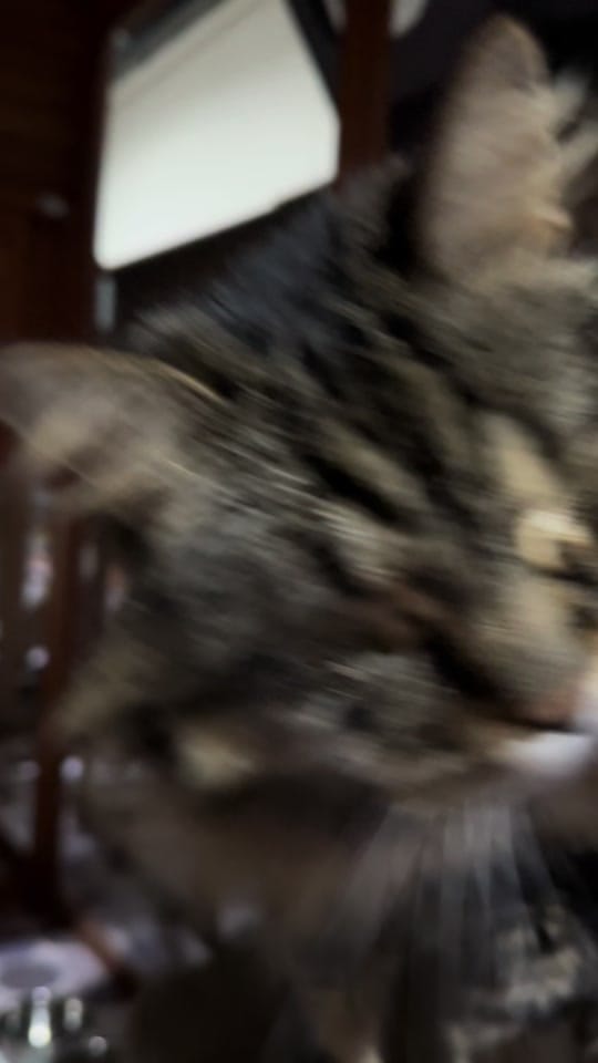 Post 8 by Cat Napping on TikTok (video)
