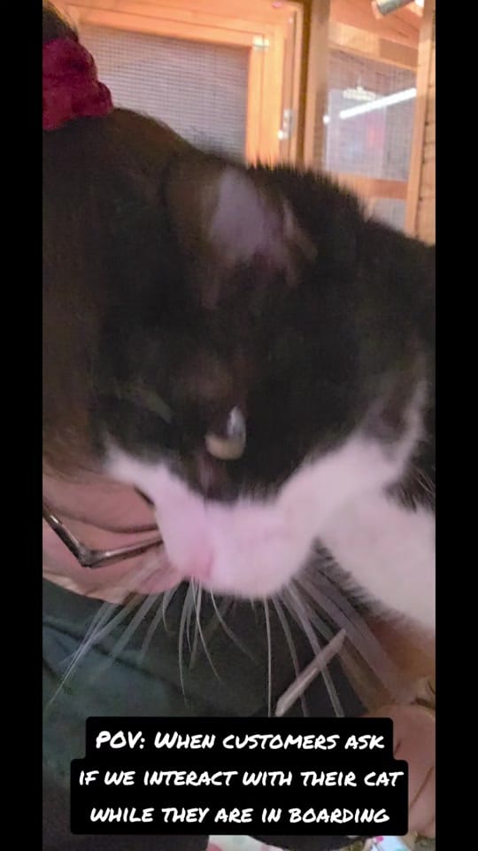 Post 10 by Cat Napping on TikTok (video)