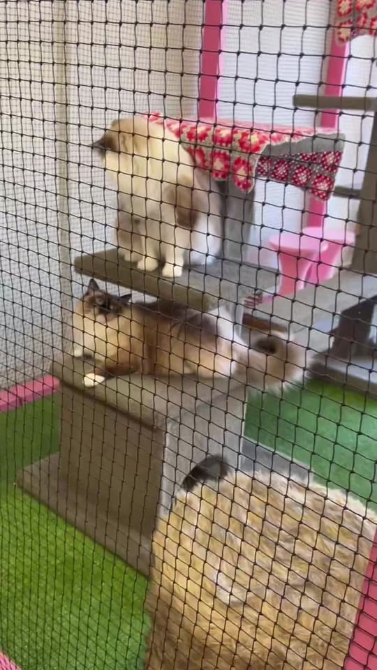 Post 2 by Cat Napping on TikTok (video)