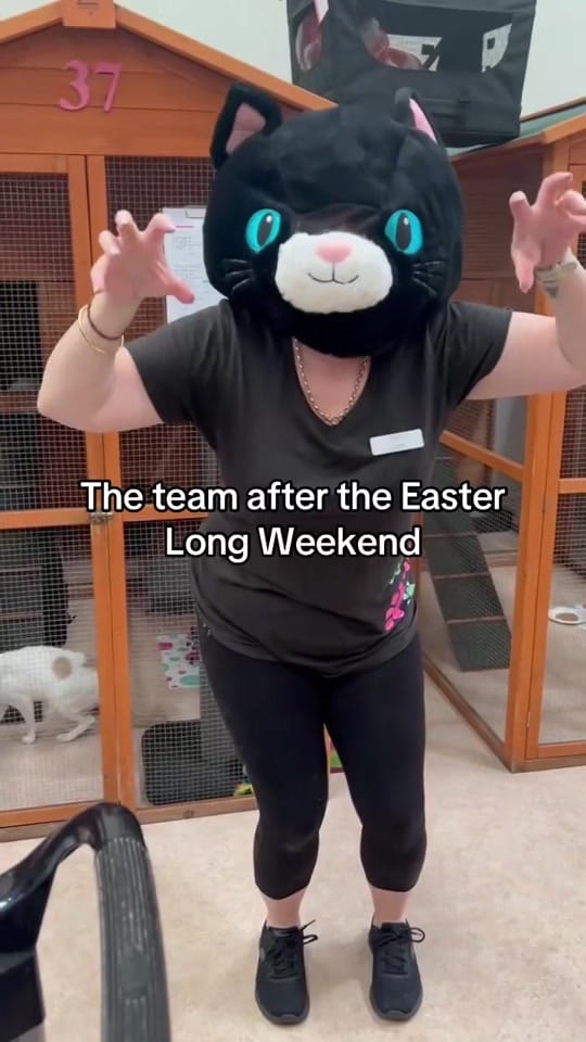 Post 9 by Cat Napping on TikTok (video)