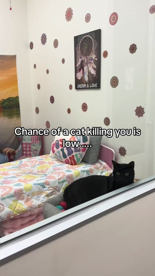 Post 3 by Cat Napping on TikTok (video)