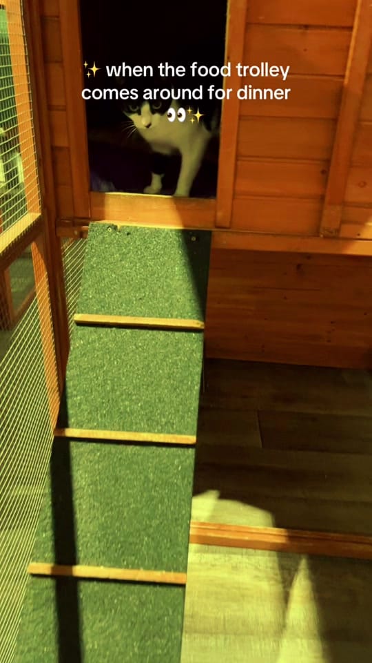 Post 4 by Cat Napping on TikTok (video)