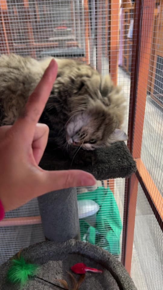Post 5 by Cat Napping on TikTok (video)