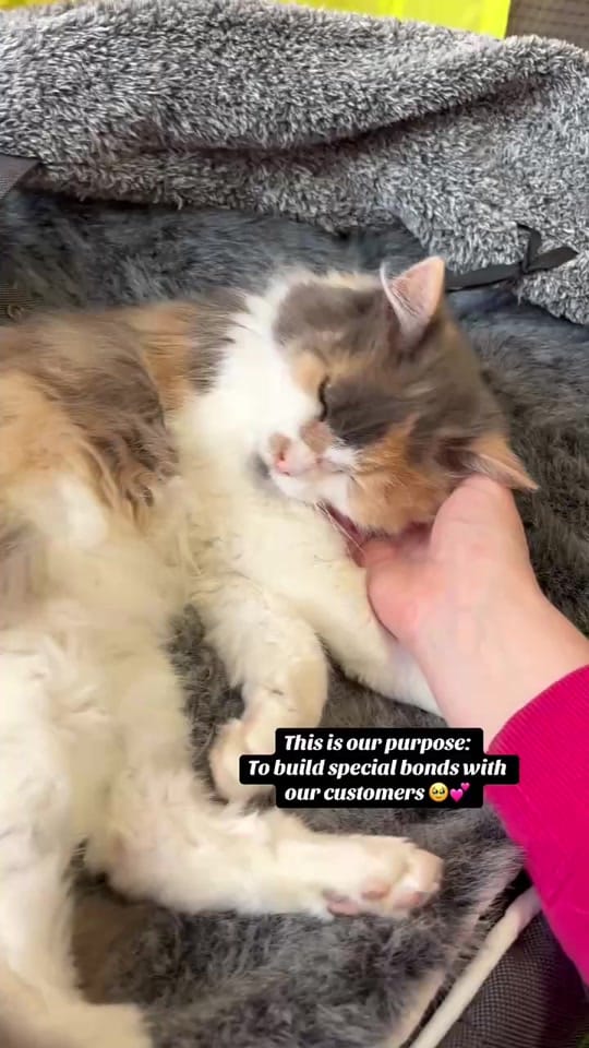 Post 1 by Cat Napping on TikTok (video)