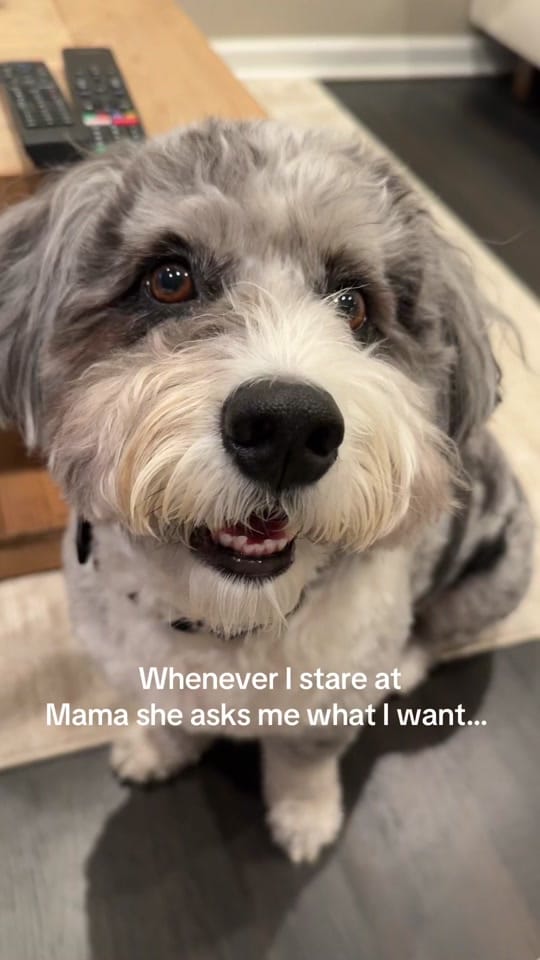 Post 4 by Tucker Dood 😎 on TikTok (video)