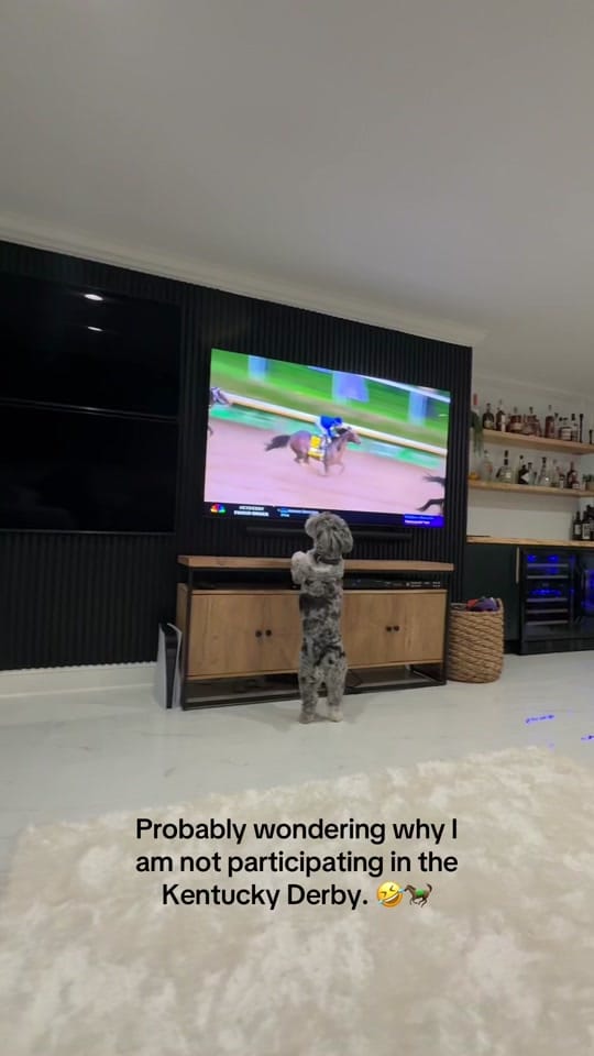 Post 5 by Tucker Dood 😎 on TikTok (video)
