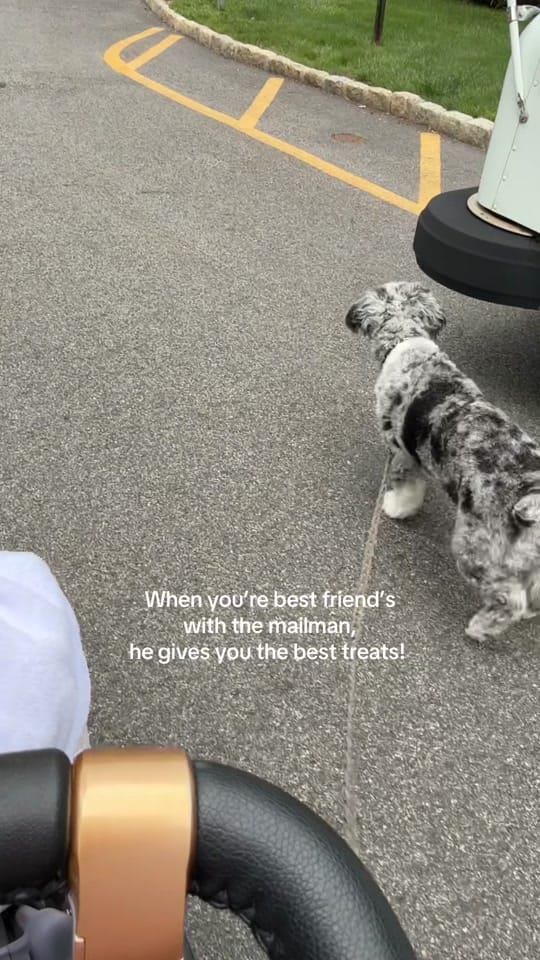 Post 1 by Tucker Dood 😎 on TikTok (video)