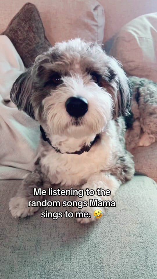 Post 6 by Tucker Dood 😎 on TikTok (video)