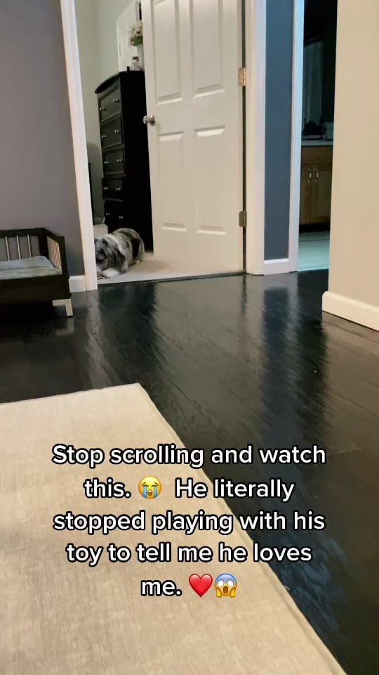 Post 10 by Tucker Dood 😎 on TikTok (video)