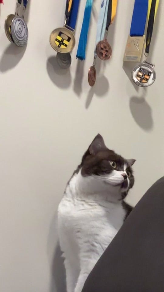 Post 2 by Rescue Cat Crew on TikTok (video)