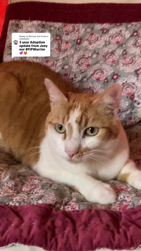 Post 3 by Rescue Cat Crew on TikTok (video)