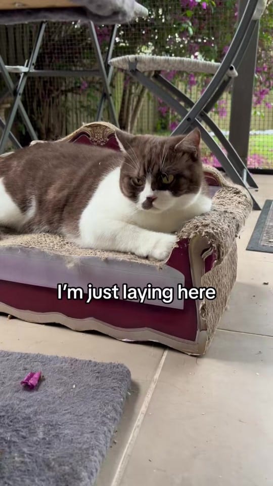 Post 9 by Rescue Cat Crew on TikTok (video)