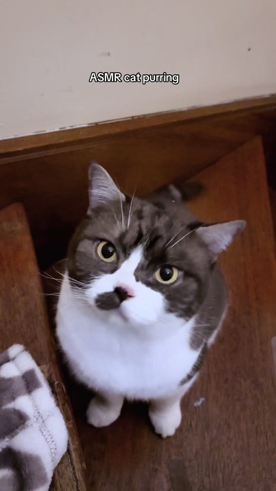 Post 5 by Rescue Cat Crew on TikTok (video)