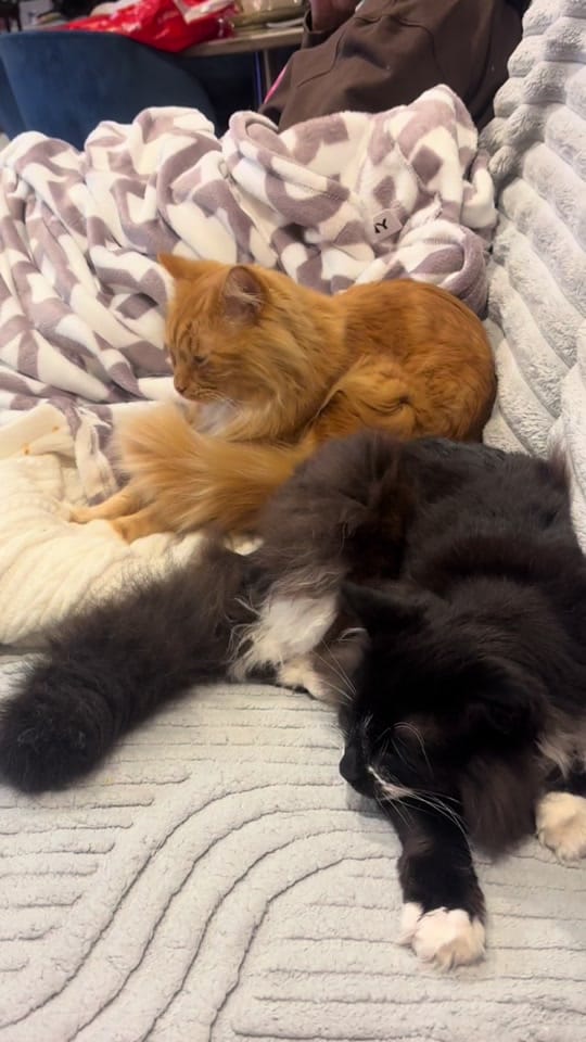 Post 8 by Rescue Cat Crew on TikTok (video)