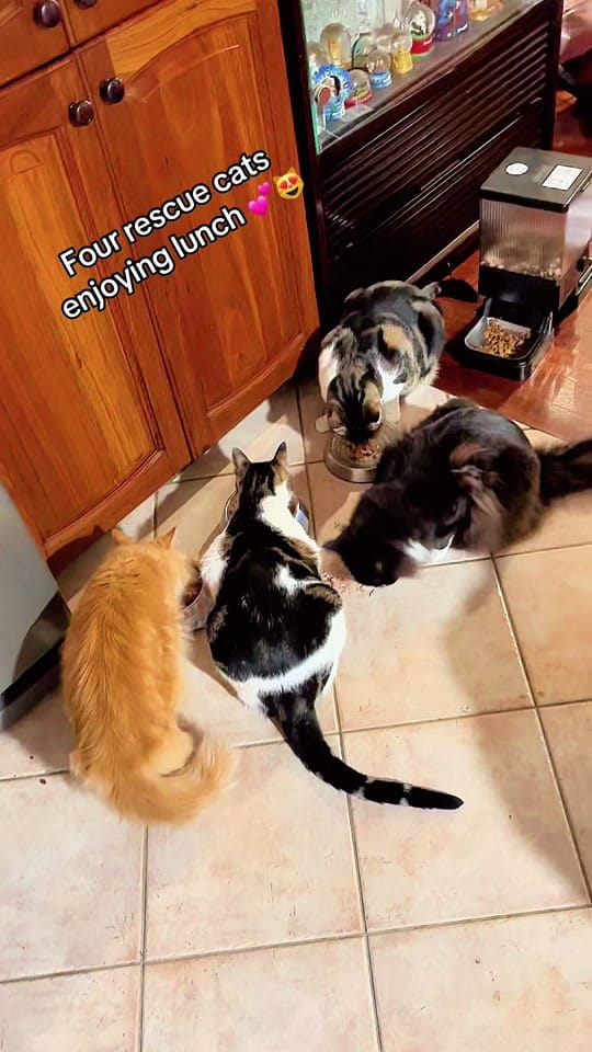 Post 6 by Rescue Cat Crew on TikTok (video)