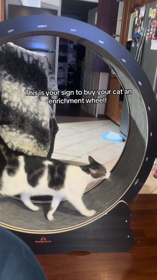 Post 10 by Rescue Cat Crew on TikTok (video)
