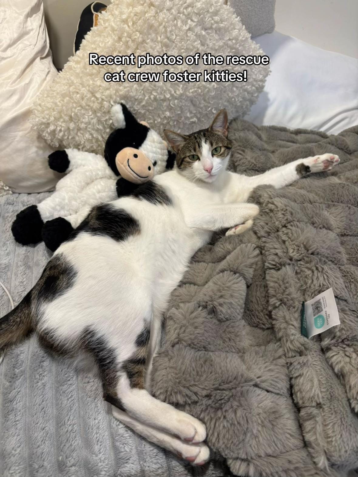 Post 7 by Rescue Cat Crew on TikTok (video)