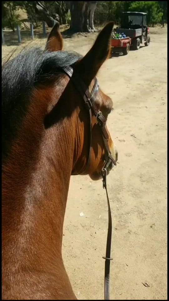 Post 7 by Hannah Hecker on TikTok (video)