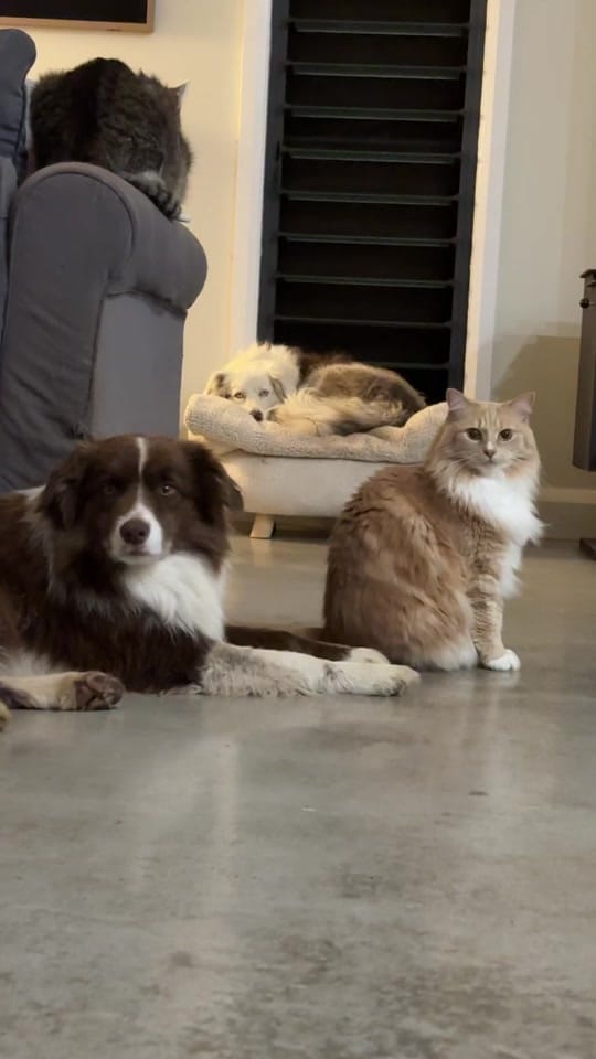 Post 5 by Kelly Dinham on TikTok (video)