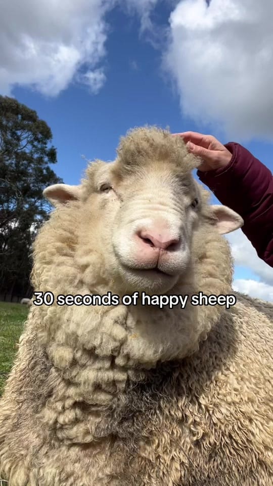 Post 3 by Kelly Dinham on TikTok (video)