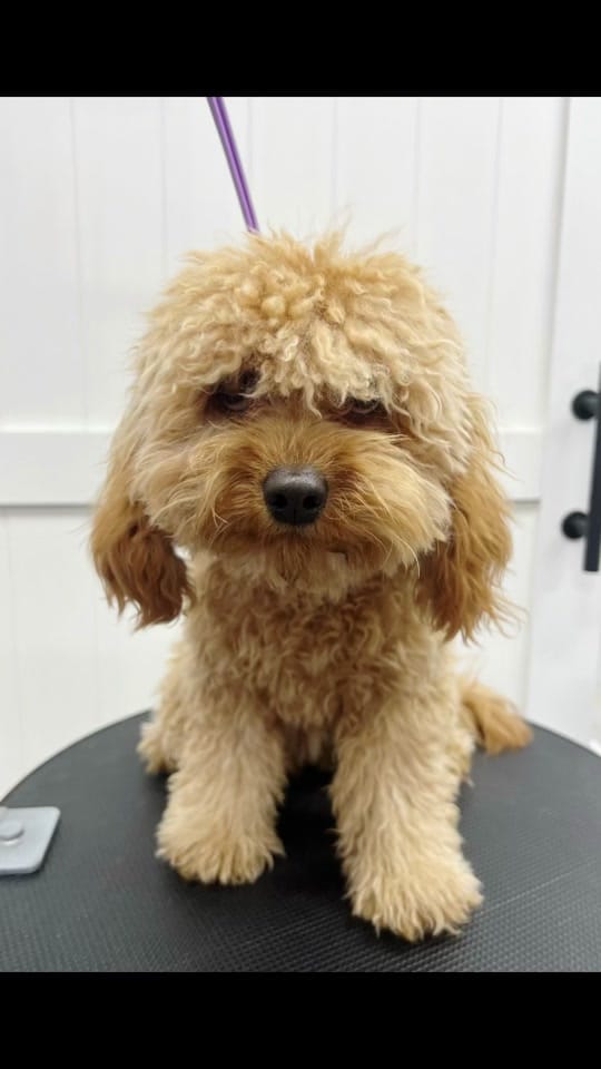 Post 1 by Elite Dog Grooming Academy on TikTok (video)