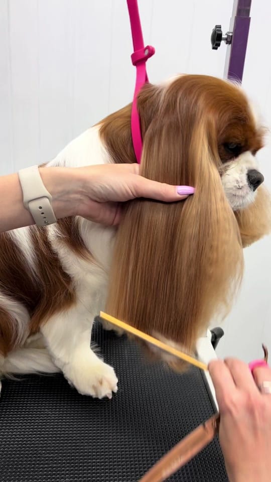 Post 4 by Elite Dog Grooming Academy on TikTok (video)